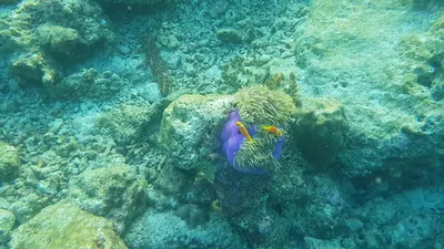 Фото аквариумной рыбки клоуна: удивительное разнообразие