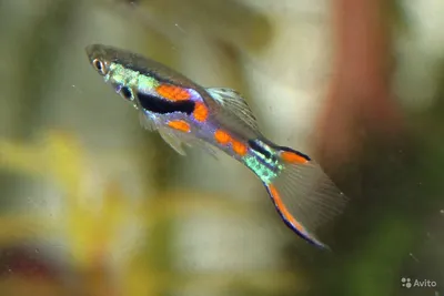 Клоун-рыбка на фотографии: прекрасная и яркая