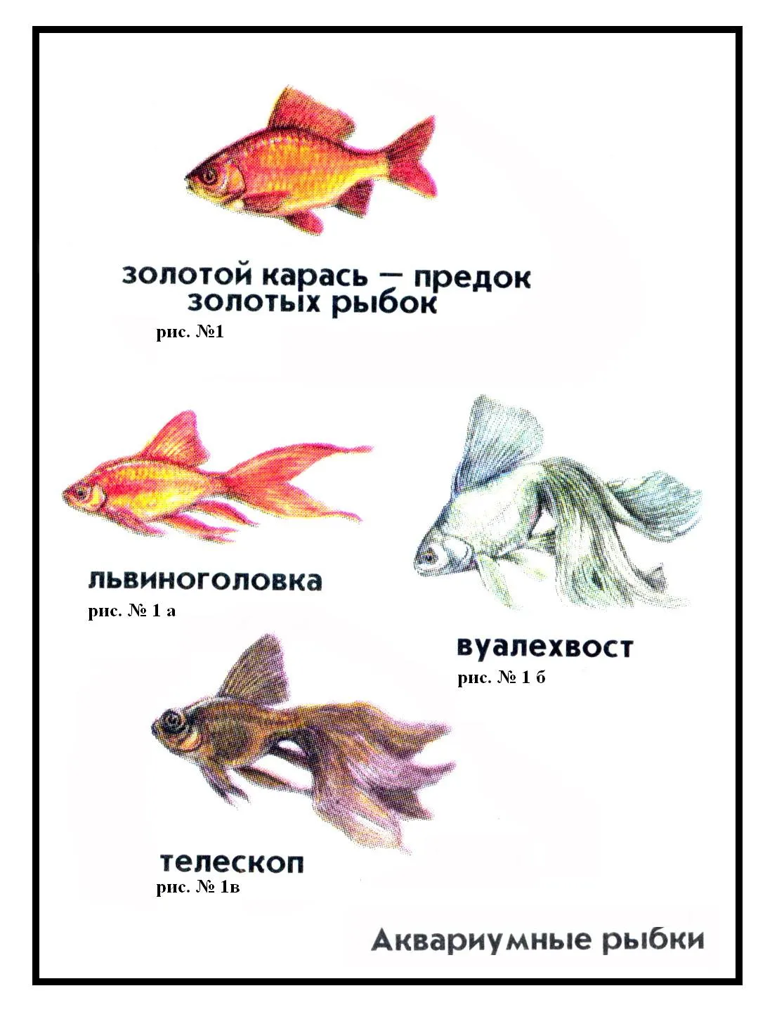 Аквариумные рыбы для детей. Аквариумные рыбки для детей. Аквариумные рыбки с названиями для детей. Аквариумные рыбы для детей с названиями. Аквариумные рыбки для дошкольников.