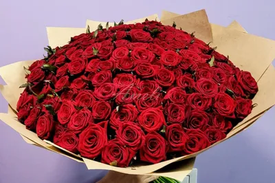 Купить «131 АЛАЯ РОЗА», каталог «Букеты с розами» в Королёве - «Ameli» -  Интернет магазин цветов в Королеве.