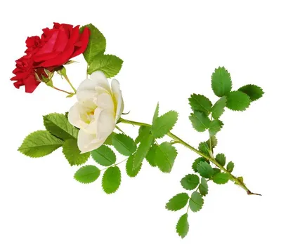 Scarlet rose, white rose... Роза алая, роза белая... PNG. | Розы, Цветы,  Альбом