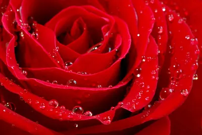 Купить фотообои Алая роза в росе 2 (#4457) | заказать в каталоге интернет  магазина с ценой и фото