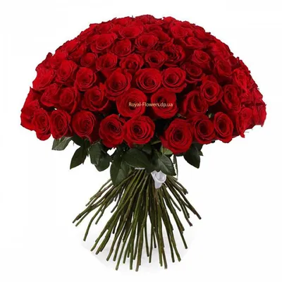 51 алая роза доставка в Краснодаре | ПИОНИКА