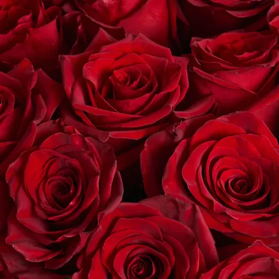 201 красная роза 1 шт. купить с доставкой в Москве. Цена от 20200 ₽