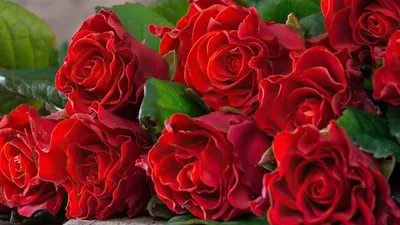 Французкая алая роза, артикул F1238271 - 7260 рублей, доставка по городу.  Flawery - доставка цветов в Санкт-Петербурге