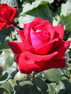 51 длинная красная роза | купить недорого | доставка по Москве и области