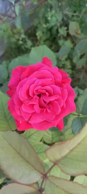 Роза Алая Цветок Королева - Бесплатное фото на Pixabay - Pixabay
