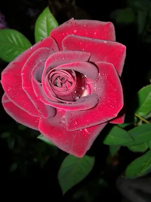 191 красная роза (50 см) – купить оптом и в розницу в Москве и Московской  области – Городская База Цветов