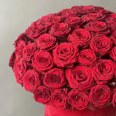 101 красная роза алая, артикул: 333088951, с доставкой в город Новосибирск