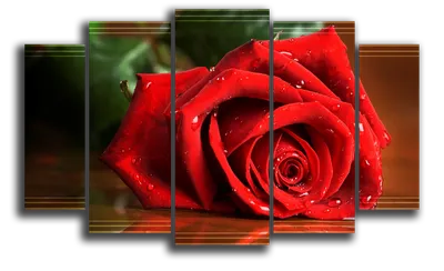 Красная роза 101 букет №257 - 🌹 Цветы Новосибирск заказ: