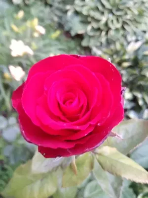 Красная роза 90 см заказать и купить в СПБ круглосуточно