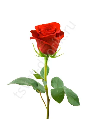 3D Фото обои \"Алая роза на столе\" - Любой размер! Читаем описание!  (ID#1977298247), цена: 420 ₴, купить на Prom.ua
