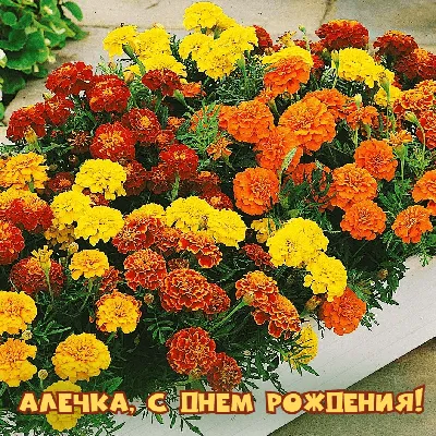 Алечка с днём рождения 🥳🎁 | Instagram