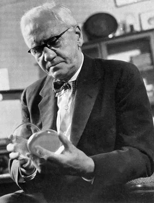 Sir Alexander Fleming by Bettmann