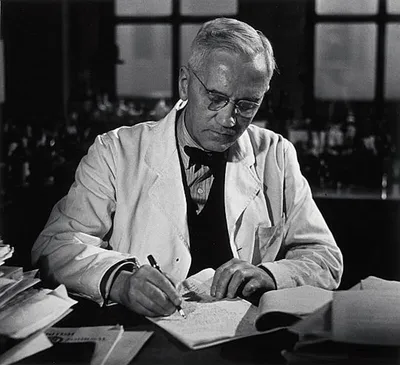 Alexander Fleming Working In Laboratory by Bettmann