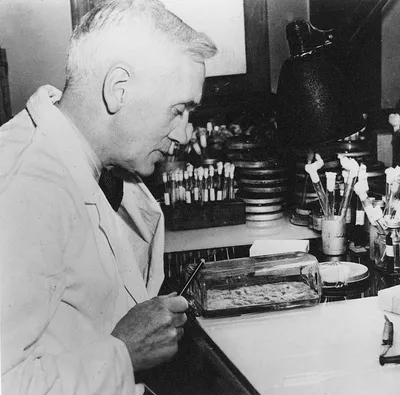 SIR ALEXANDER FLEMING - Scottish bacteriologist and discovere of penicillin  (1881-1955 Stock Photo - Alamy