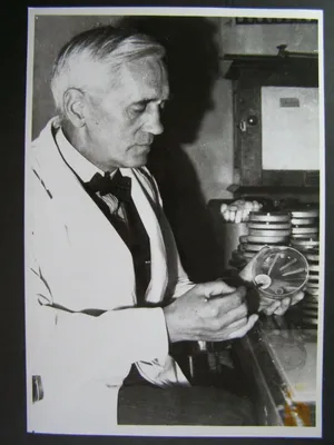 NPG 3988; Alexander Fleming - Portrait - National Portrait Gallery