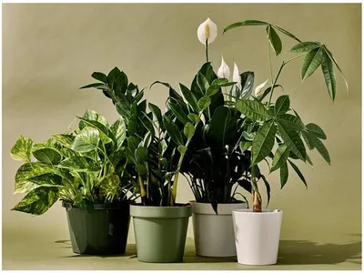 Фотография растения Алламанда: декорируй свой дом с легкостью