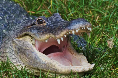 15 Amazing Facts About Alligators