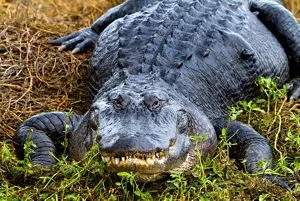 Alligator Facts (A. mississippiensis and A. sinensis)