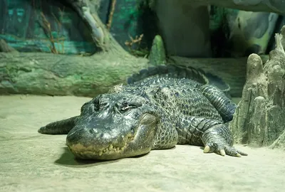 American Alligator - Big Cypress National Preserve (U.S. National Park  Service)