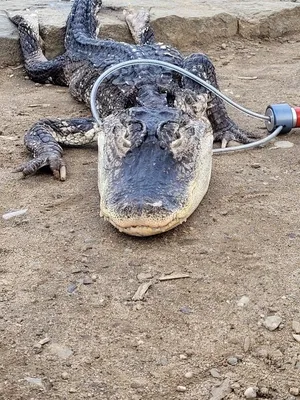 American Alligator - Georgia Aquarium