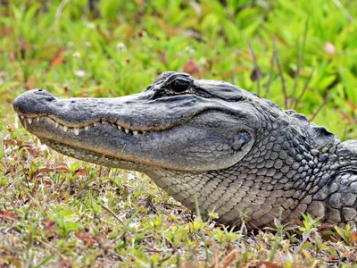 The Creature Feature: 10 Fun Facts About the American Alligator | WIRED