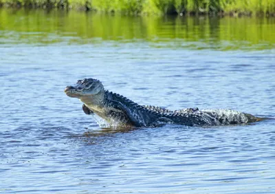 American Alligator | Saint Louis Zoo