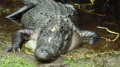 Animals We Protect: American Alligator | The Nature Conservancy