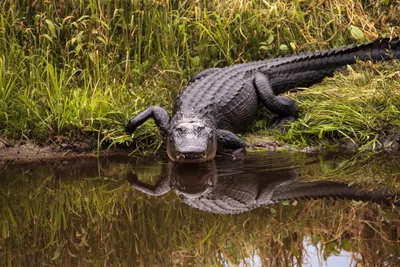 Alligator found in Prospect Park, Brooklyn: New York City officials