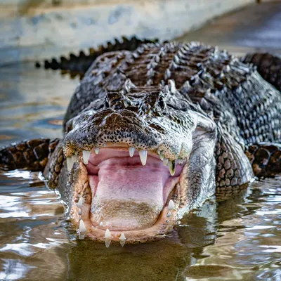 Woman Surrenders 8-Foot-Long Alligator Living in Philadelphia Basement