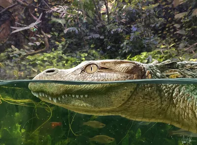 American alligator | Zoo de Granby