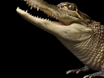 American alligator - Wikipedia