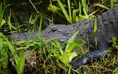 American Alligator - Connecticut's Beardsley Zoo