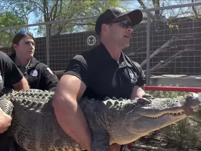 Lethargic' Alligator Rescued From Prospect Park Lake - The New York Times