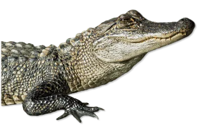 Amazon.com: Schleich Wild Life Realistic Alligator Figurine with Movable  Jaw - Detailed Alligator Toy Figure, Durable for Education and Fun Play,  Perfect for Boys and Girls, Gift for Kids Ages 3+ :