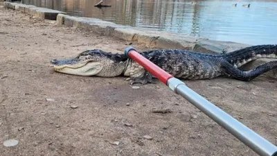 12-Foot Alligator Captured by Fla. Police at Mall Ahead of Christmas