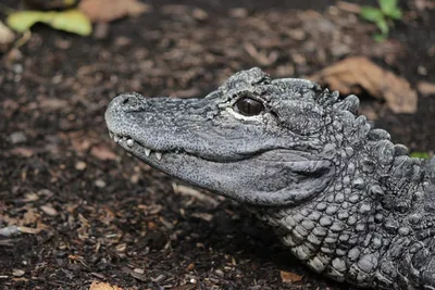 Alligator missing top of its jaw is captured, recovering at Florida zoo -  The Washington Post