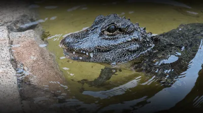 Photos: 920-pound alligator caught in Florida after 4-hour struggle