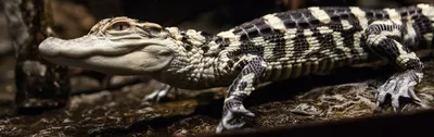 Longest alligator in Mississippi history captured by hunters