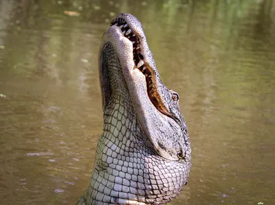 Mississippi alligator eats prehistoric artifacts for an unusual snack | CNN