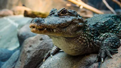 U.S. alligator industry preserves iconic species | Livestock |  capitalpress.com