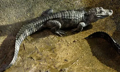 Alligator found in lake in Brooklyn's Prospect Park in New York City | US  News | Sky News