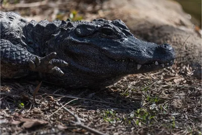 American Alligator - Signed Fine Art Print - inkart