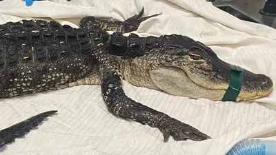 Landscapers in Pennsylvania find malnourished alligator named Fluffy in a  creek, officials say | CNN