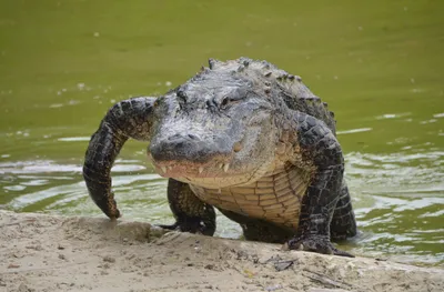 Chinese Alligator | San Diego Zoo