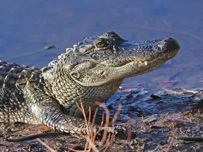 American Alligator - Georgia Aquarium