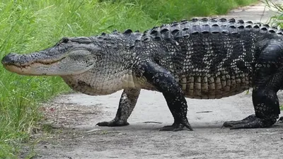 Giant American Alligator of Marsh Island by Paleonerd01 on DeviantArt