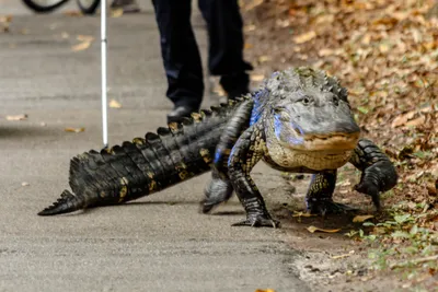 Chinese alligator | Smithsonian's National Zoo and Conservation Biology  Institute