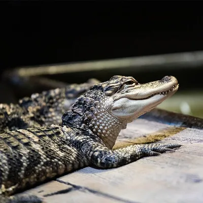 American Alligator | National Geographic